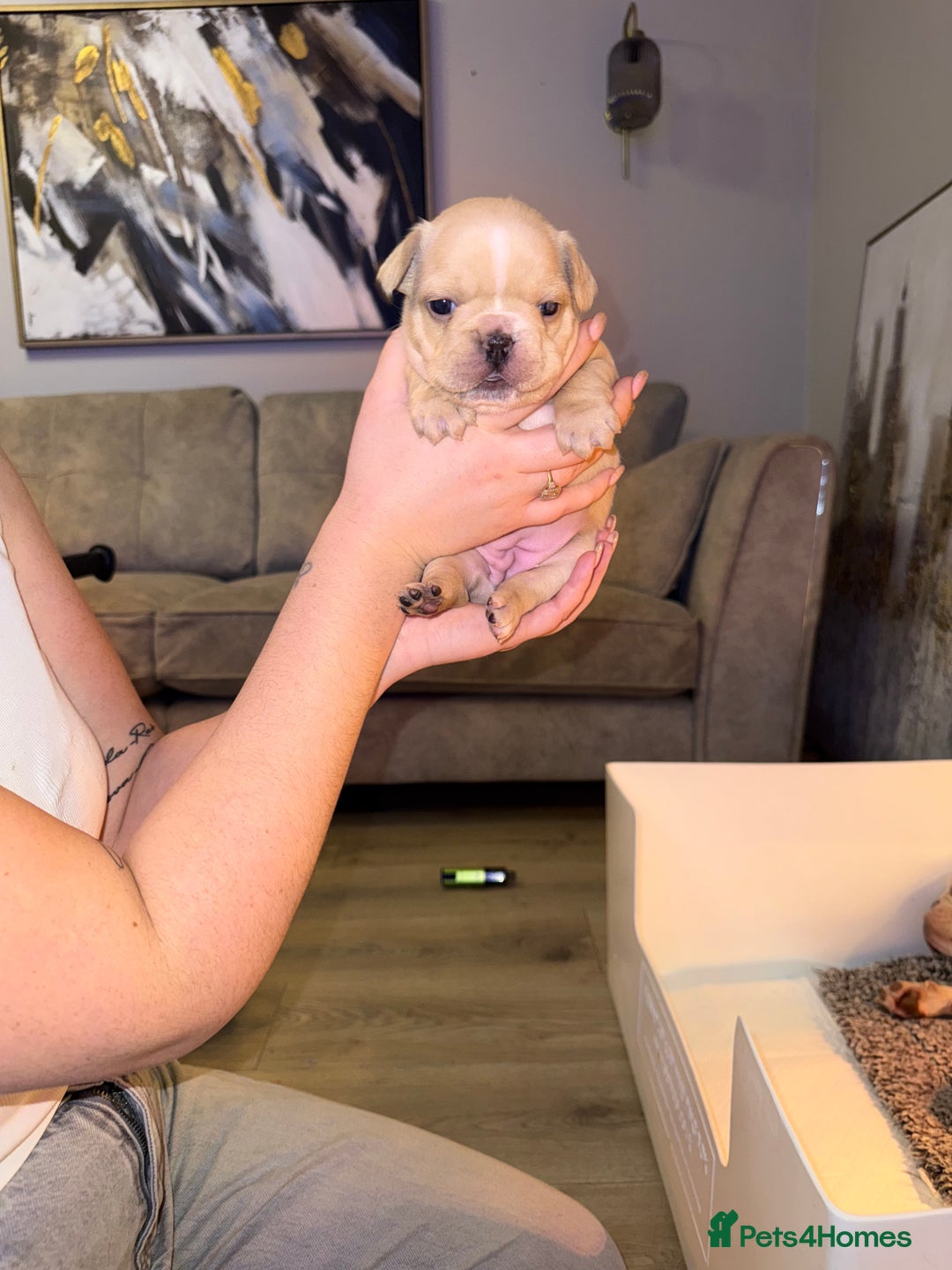 French Bulldog dogs for sale: 4 stunning French bulldogs carrying fluffy - Advert 8