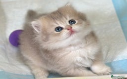 British Longhair cats for sale: Blue golden shaded of the world 🏆's offspring - Image 3