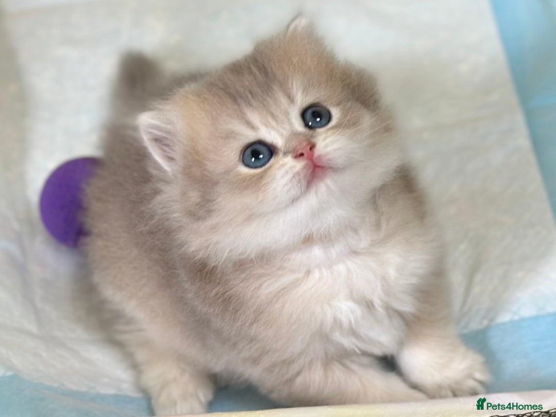 British Longhair cats for sale: Blue golden shaded of the world 🏆's offspring - Image 3