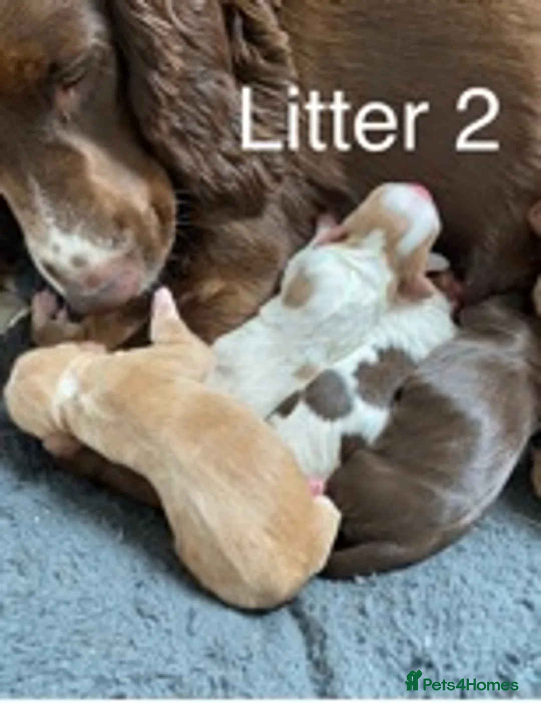 Cocker Spaniel dogs for stud: Cocker Spaniel Chocolate Sable for stud in Bedford - Advert 9