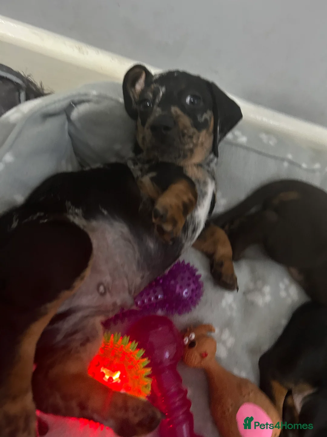 Dachshund dogs for sale: 🐶Beautiful Dachshund Puppies for Sale🐶 - Advert 2