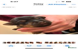 Mixed Breed dogs for sale: Beautiful patter dale x Lakeland terrier  - Image 17