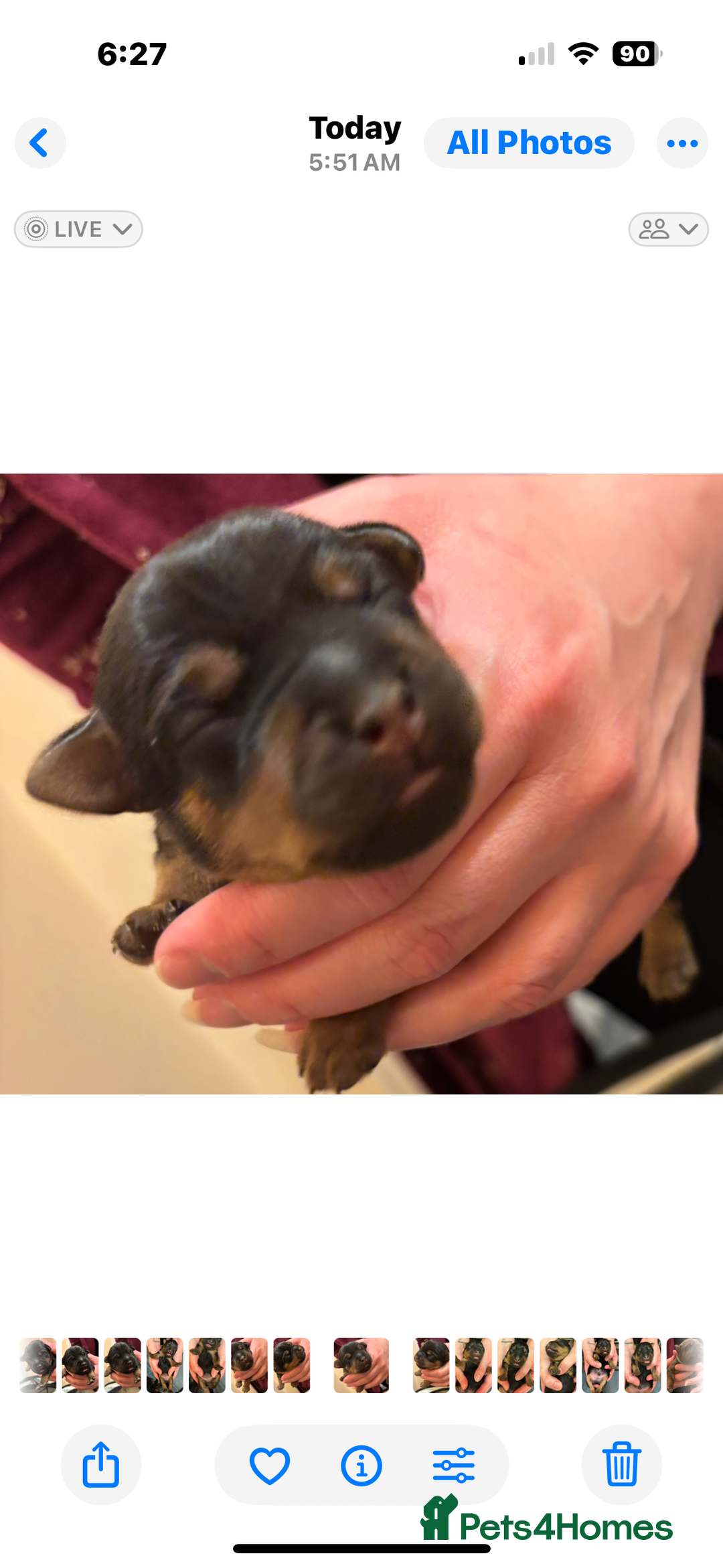 Mixed Breed dogs for sale: Beautiful patter dale x Lakeland terrier  - Image 17