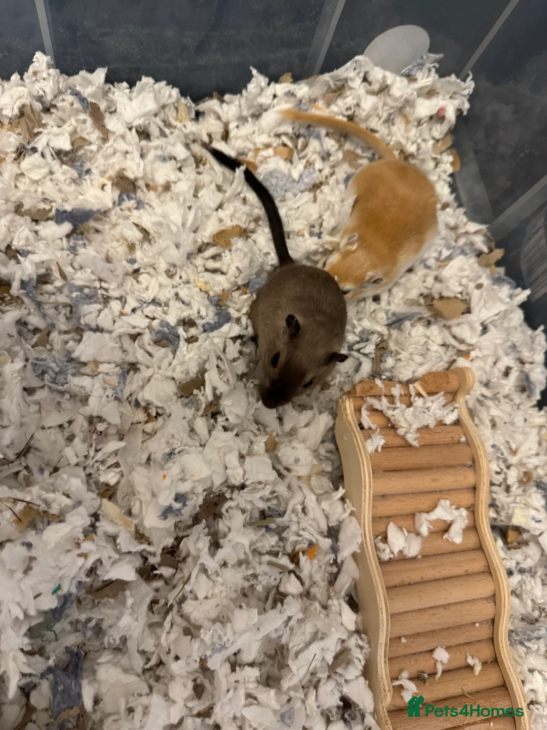 Gerbil rodents for sale: Two Female Gerbils with Cage – Loving Home Wanted - Advert 8