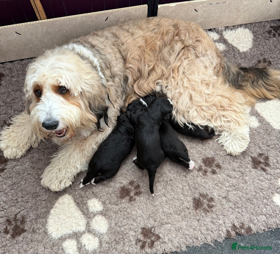Bernedoodle dogs for sale: One Male - Image 4
