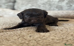 Cockapoo dogs for sale: BEAUTIFUL MERLE COCKER POO PUPPIES, HEALTH TESTED - Image 18