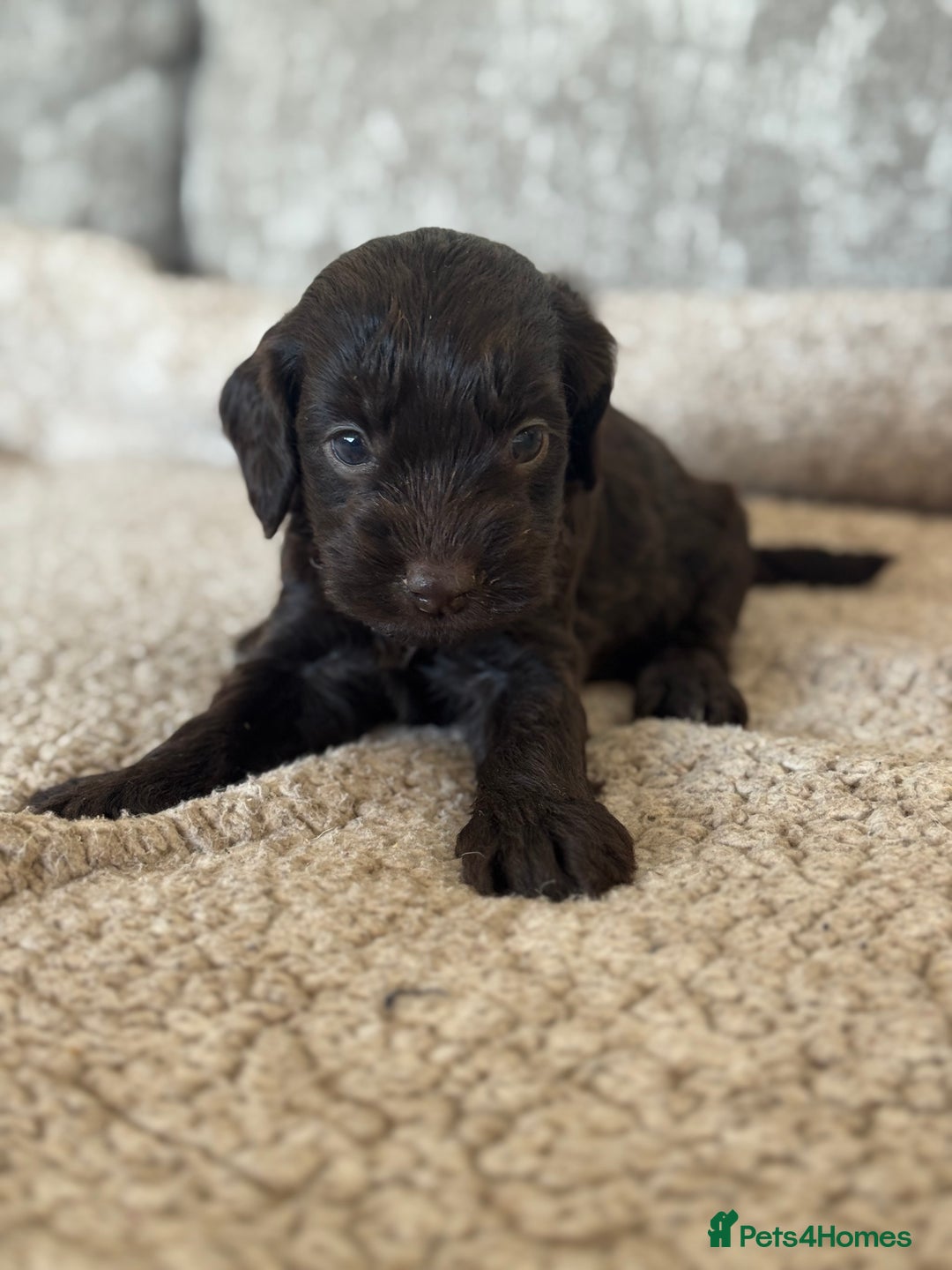 Cockapoo dogs for sale: BEAUTIFUL MERLE COCKER POO PUPPIES, HEALTH TESTED - Image 18