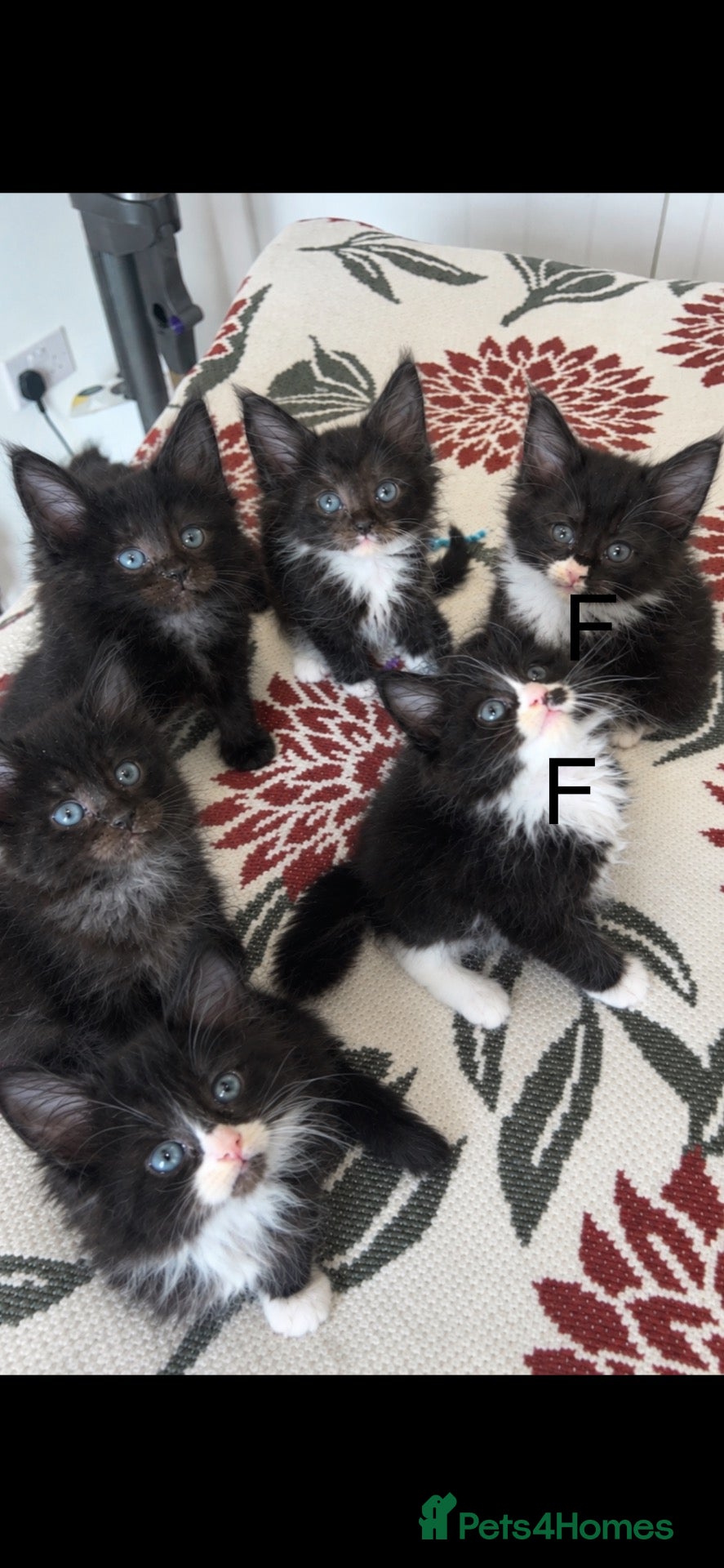 Maine Coon cats 🐾 3 LEFT FLUFFYMainecoon dad is xxl registered 🐾 - Advert 14