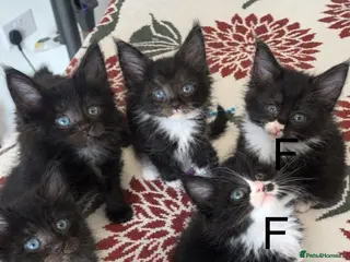 Maine Coon cats 🐾 3 LEFT FLUFFYMainecoon dad is xxl registered 🐾 - Advert 14