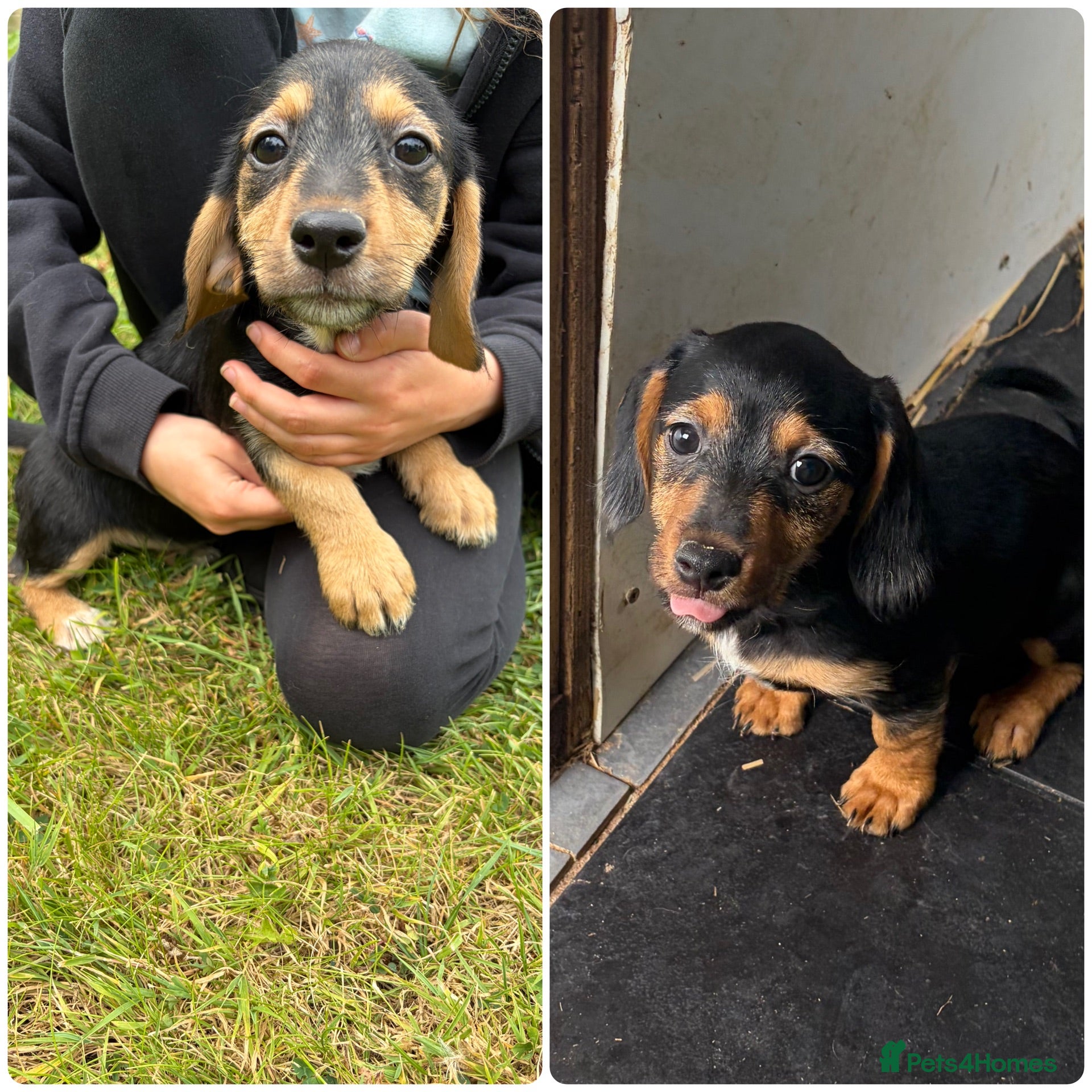 Jackshund dogs Last 2 females puppies Jackshund / Daxijacks  - Advert 2