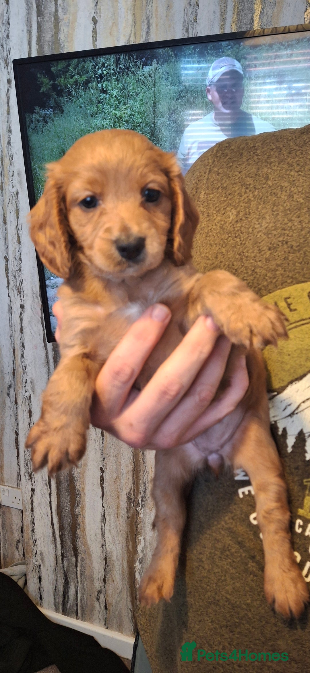 Cockapoo dogs for sale: Cockapoos for sale - Image 2