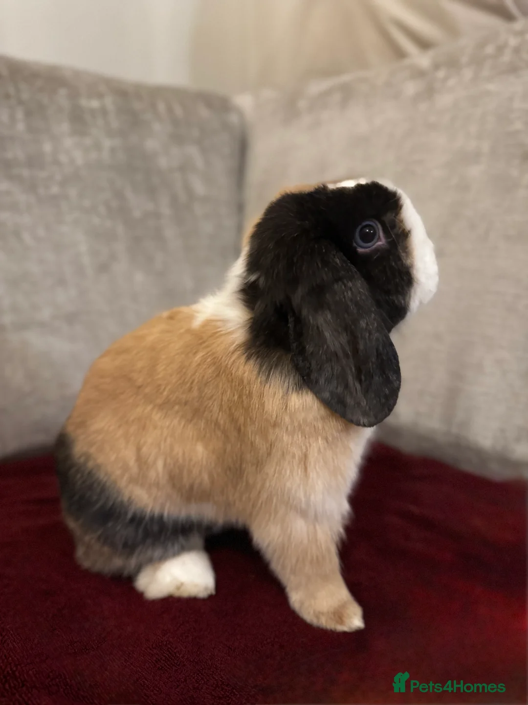Mini Lop rabbits for sale: 🌾 Bonded Mini Lop Rabbit/Bunny Pair 🌾 - Advert 9