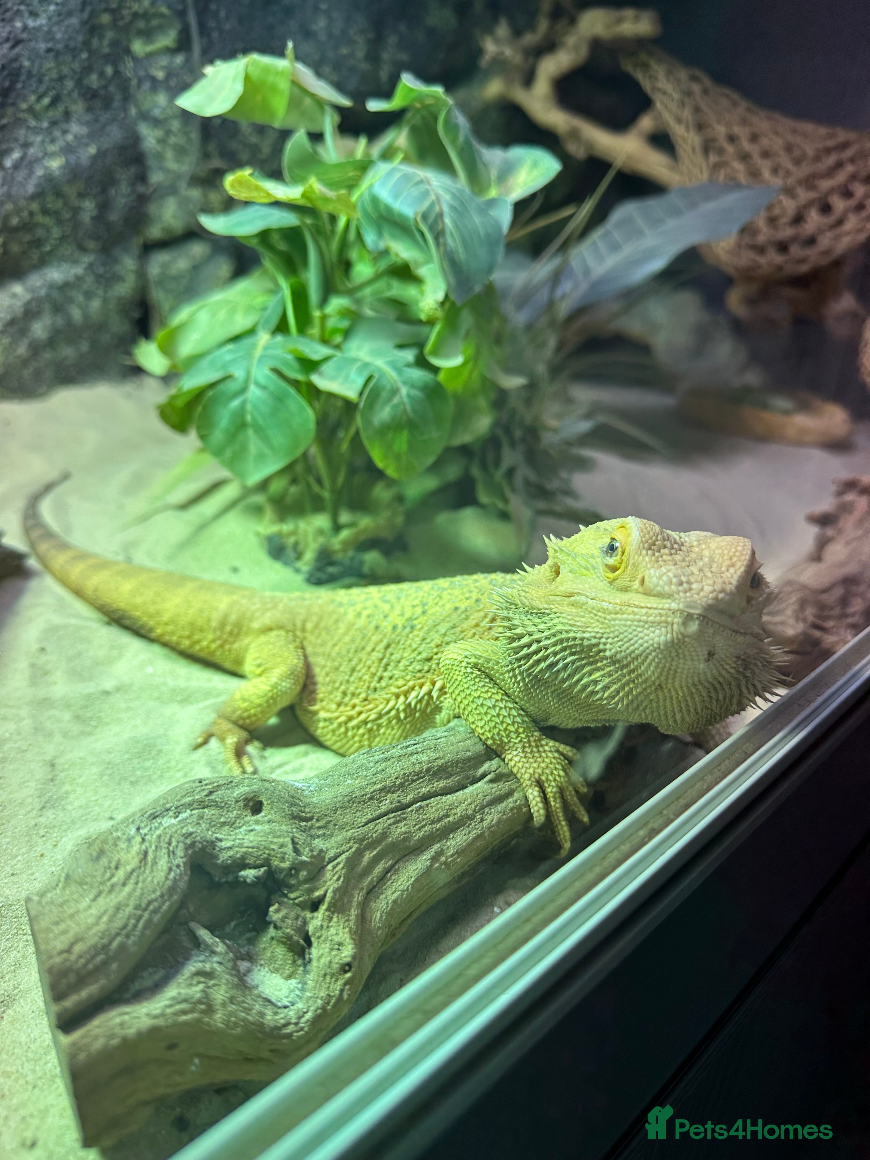 Bearded Dragon reptiles Bearded dragon with vivarium and all other extra - Advert 2