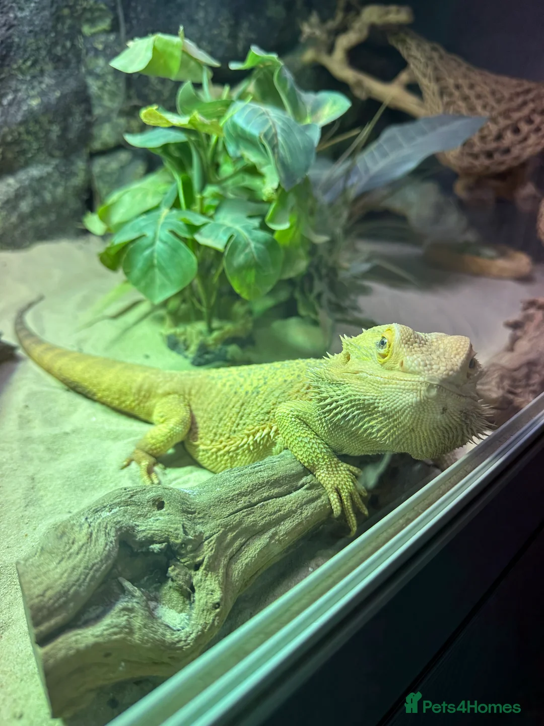 Bearded Dragon reptiles for sale: Bearded dragon with vivarium and all other extra - Advert 2