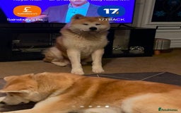 Akita dogs for sale: German Akita very chunky and active  - Image 5