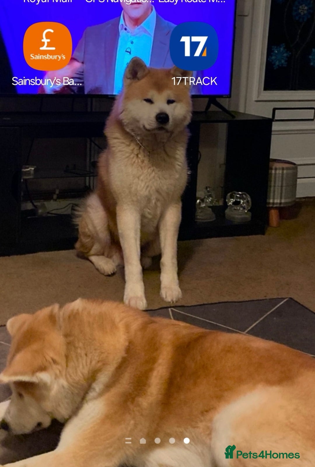 Akita dogs for sale: German Akita very chunky and active  - Image 5