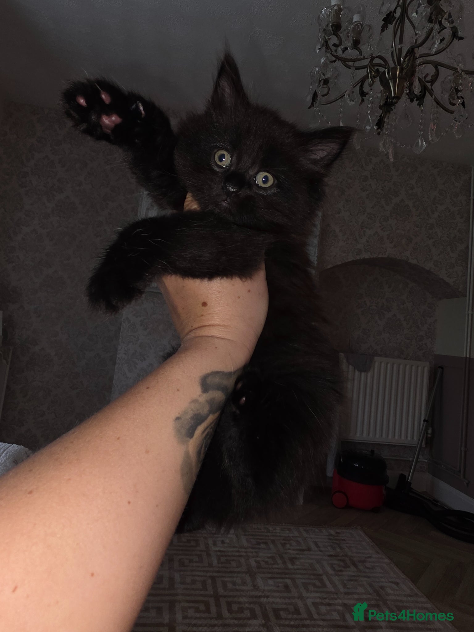 Mixed Breed cats Female kitten - Advert 3