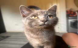 British Shorthair cats for sale: Four stunning grey British Shorthair kittens - Image 3
