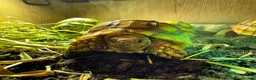 Tortoise reptiles for sale: Baby Sulcata Tortoises - Advert 4