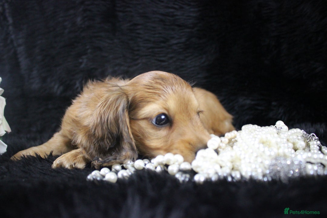 Miniature Dachshund dogs for sale: KC PRA Clear Mini Longhair Daxies – Dapple - Advert 12