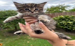 Mixed Breed cats for sale: Beautiful kittens for sale  - Image 7
