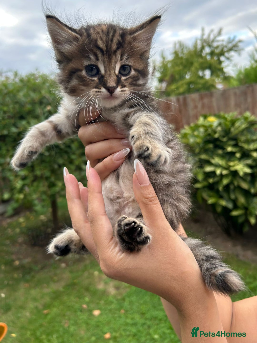 Mixed Breed cats for sale: Beautiful kittens for sale  - Image 7