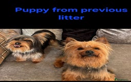 Yorkshire Terrier dogs for sale: YORKSHIRE TERRIER PUPPIES with OWN VET HEALTH CERT - Image 25