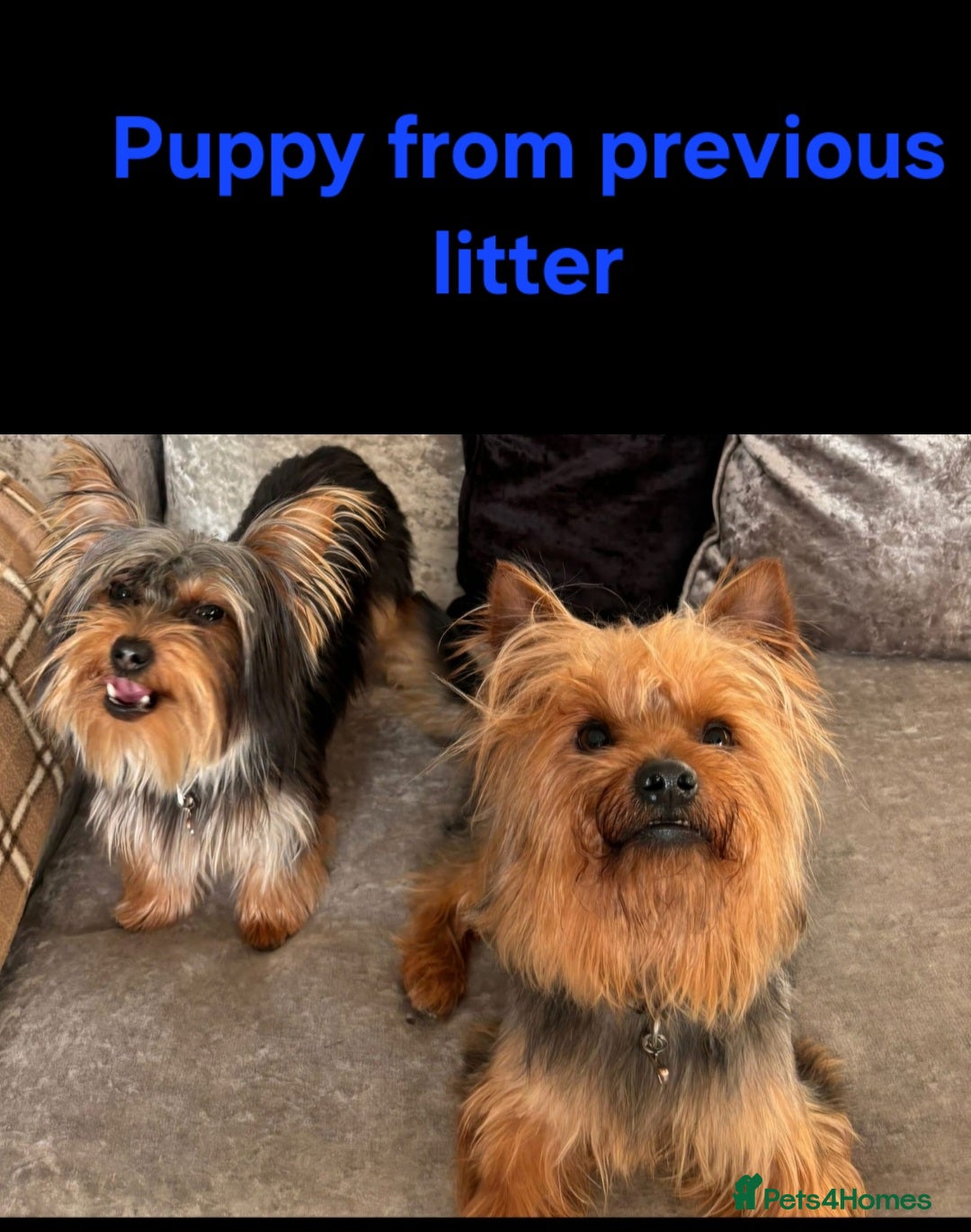 Yorkshire Terrier dogs for sale: YORKSHIRE TERRIER PUPPIES with OWN VET HEALTH CERT - Image 25