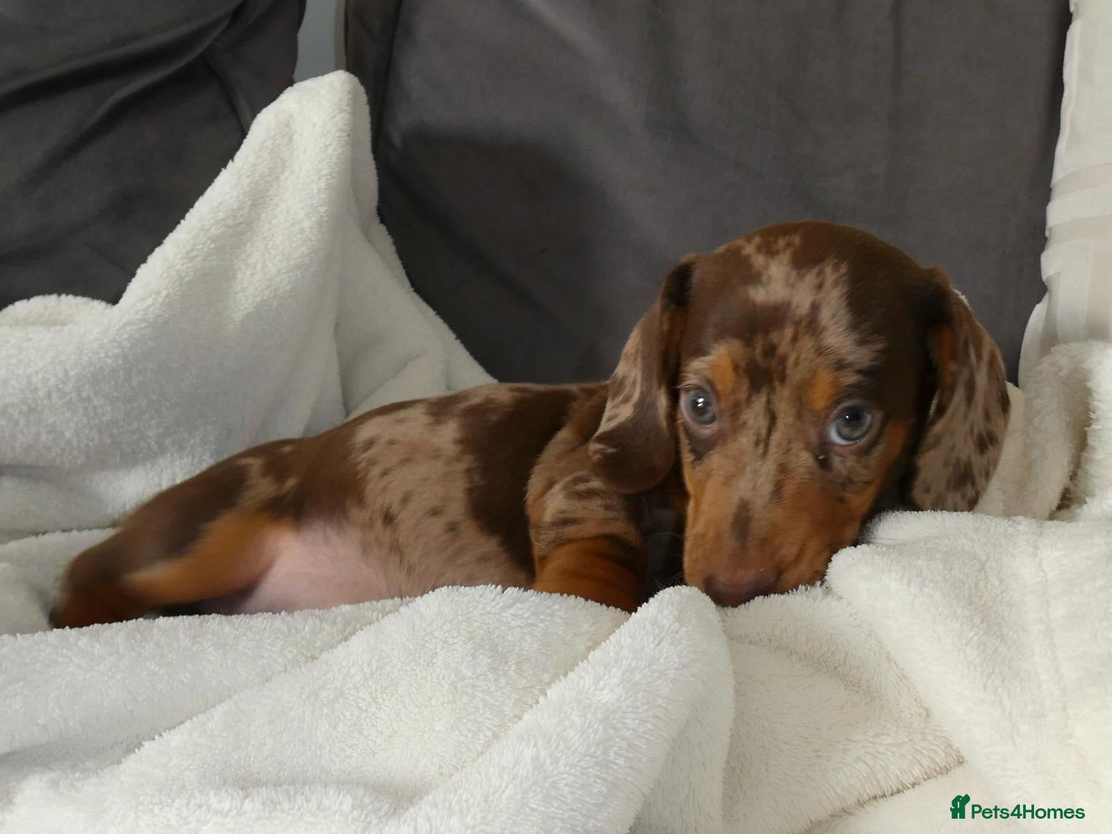 Miniature Dachshund dogs miniature dachshund - Advert 4