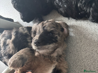 Sproodle dogs for sale: 9 week old male Merle Sproodle - Advert 1
