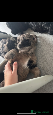 Sproodle dogs 9 week old male Merle Sproodle - Advert 1