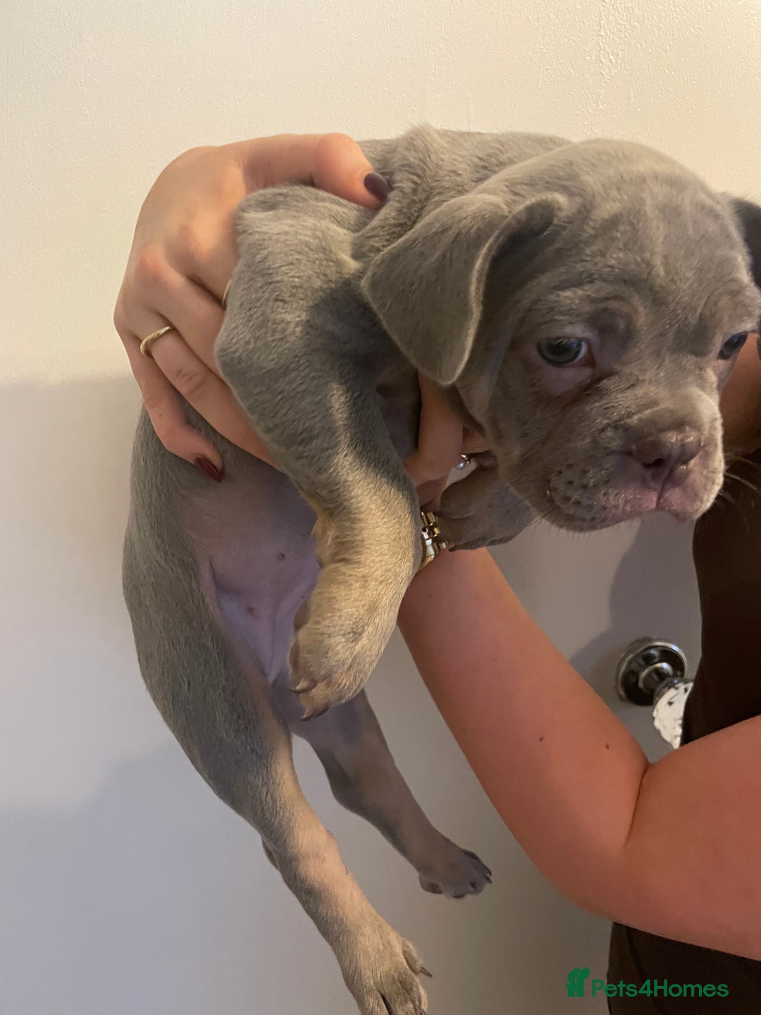 French Bulldog dogs for sale: French bulldog pups - Advert 5