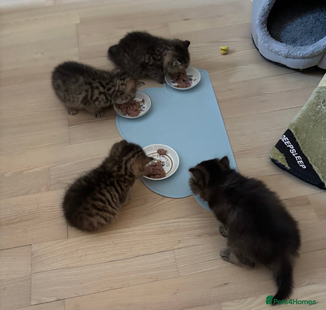 British Shorthair cats for sale: British Shorthair boys  - Advert 14