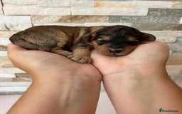 Cockapoo dogs for sale: Beautiful F1 Cockapoo Puppies  - Image 1