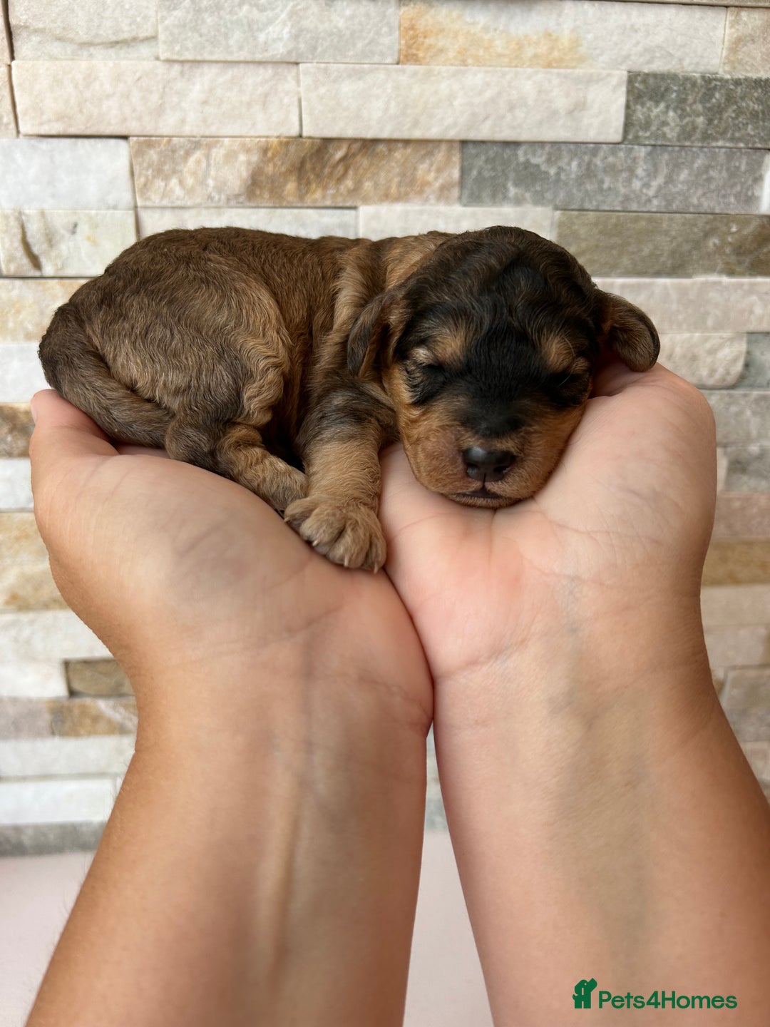 Cockapoo dogs for sale: Beautiful F1 Cockapoo Puppies  - Image 1