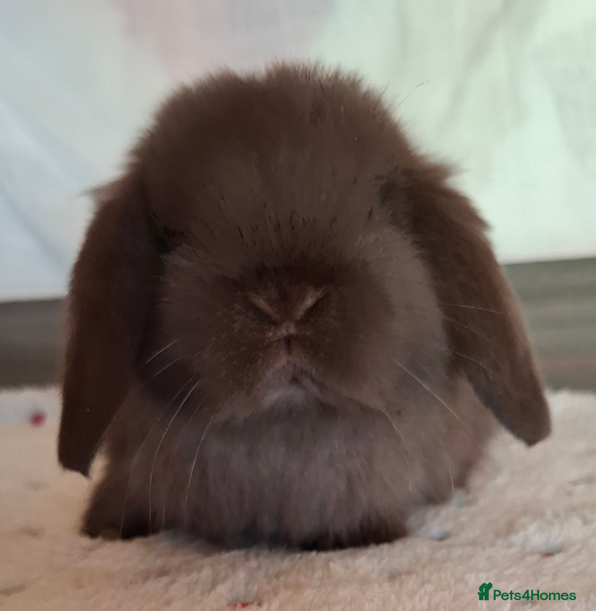 Mini Lop rabbits Mini lop buck - Advert 22