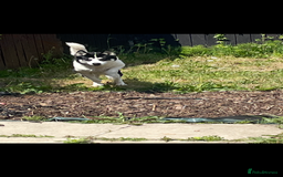 American Bulldog dogs for sale: American bulldog and Siberian Husky  full grown - Image 1