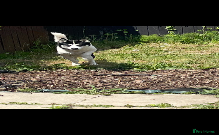 American Bulldog dogs - Advert 1