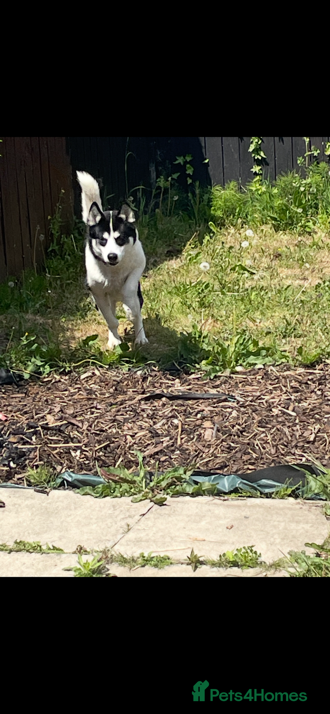 American Bulldog dogs for sale: American bulldog and Siberian Husky  full grown - Image 1