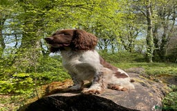 English Springer Spaniel dogs for stud: Working Springer for stud in Wareham - Image 1