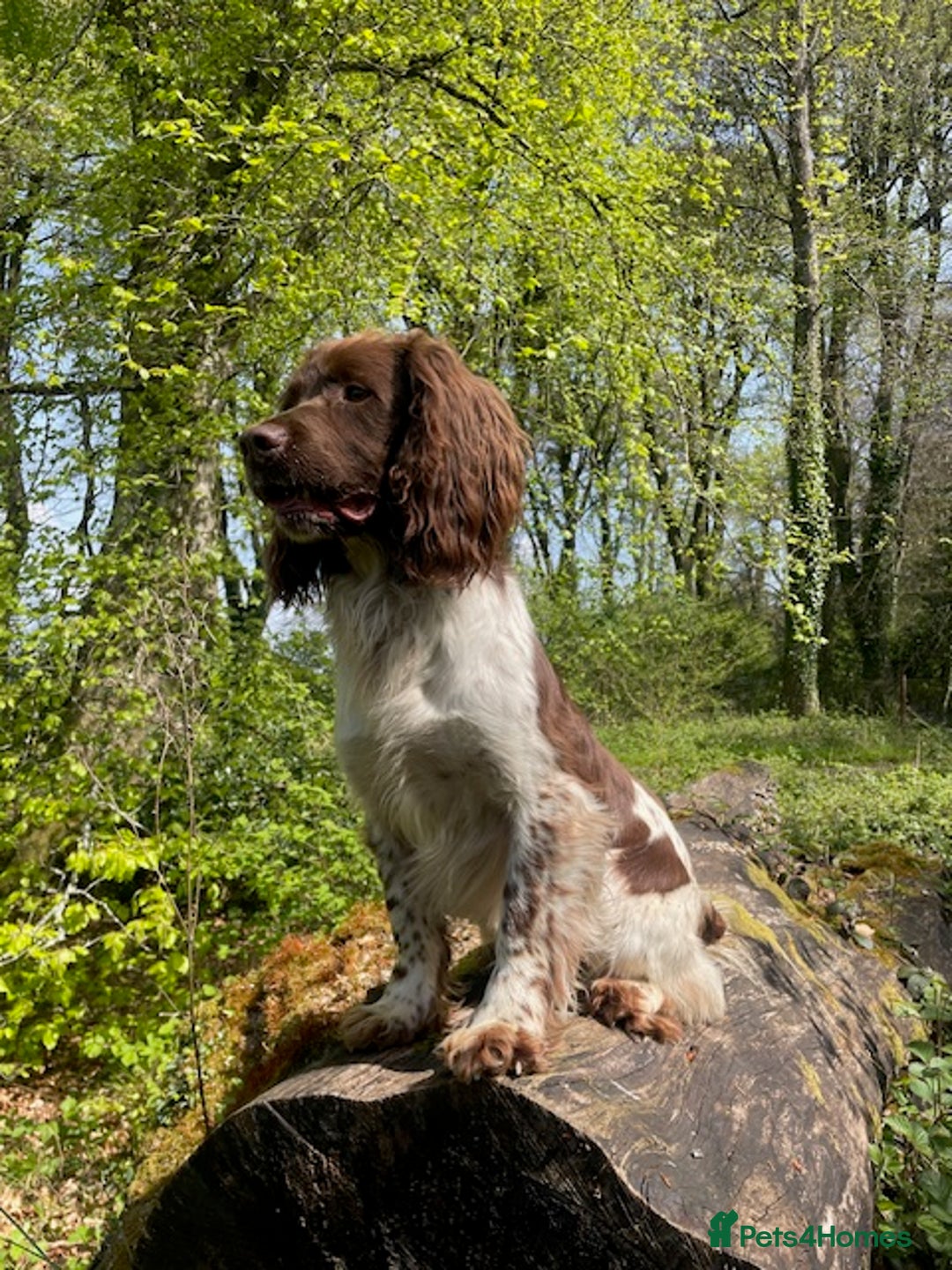 English Springer Spaniel dogs for stud: Working Springer for stud in Wareham - Image 1