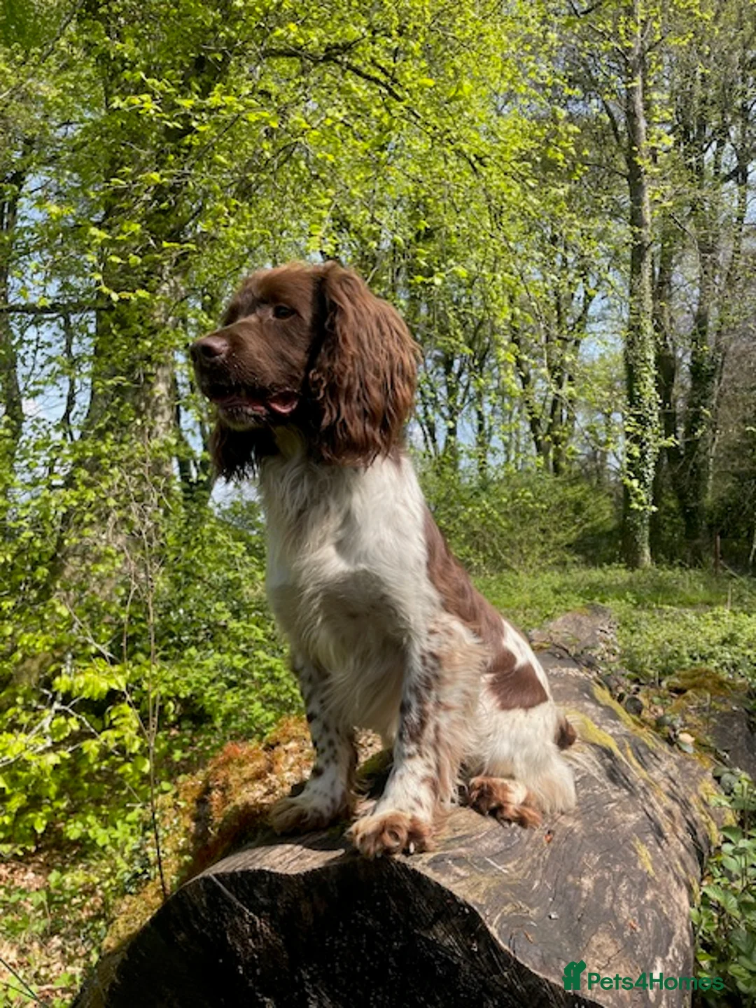 English Springer Spaniel dogs for stud: Working Springer for stud in Wareham - Advert 1