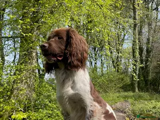 English Springer Spaniel dogs Working Springer for stud in Wareham - Advert 4