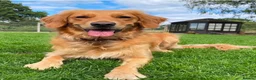 Golden Retriever dogs for sale: One KC reg Dark Golden Retriever Boy Ready Now in Melton Mowbray - Advert 10