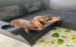 Miniature Dachshund dogs for sale:  Miniature Dachshund – Chocolate & Tan Re-homeing  - Image 2