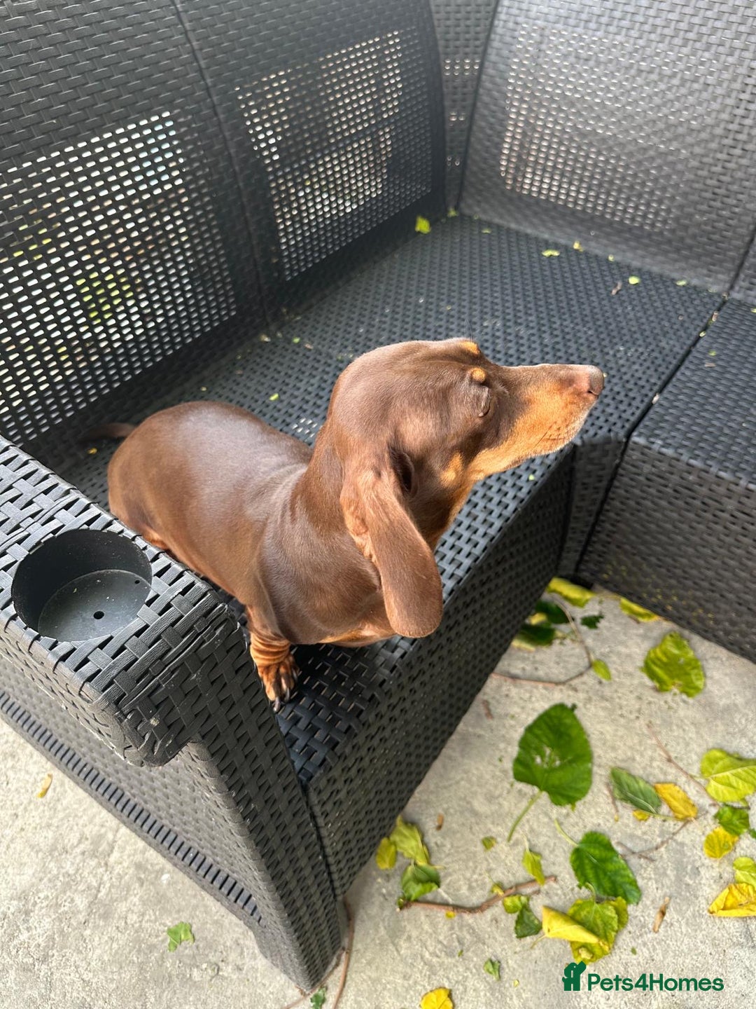 Miniature Dachshund dogs for sale:  Miniature Dachshund – Chocolate & Tan Re-homeing  - Image 2