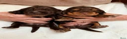Cocker Spaniel dogs for sale: KC Reg, health tested Chocolate Puppies - Advert 23