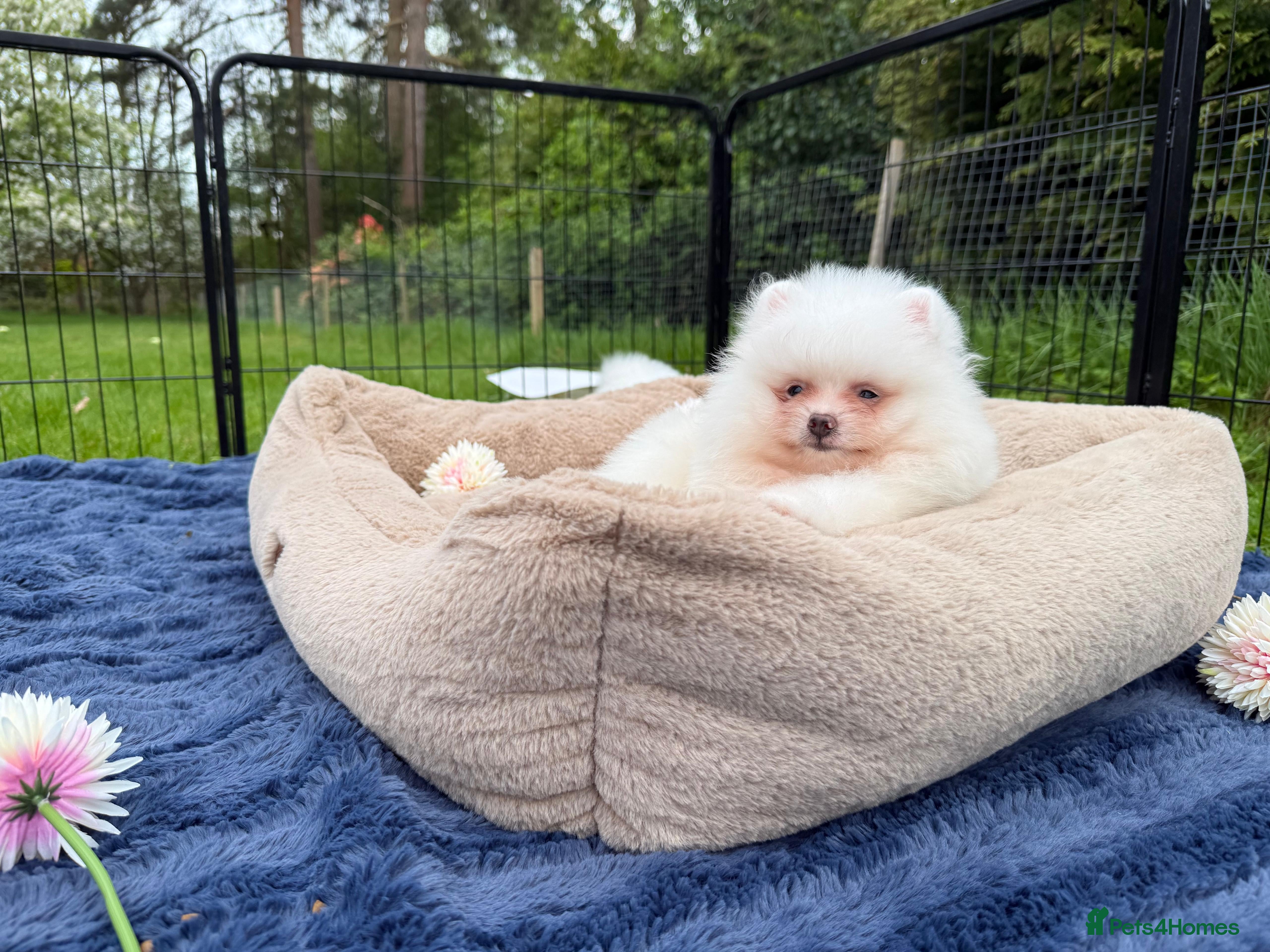 Pomeranian dogs Tiny White snow Pomeranian Puppies  - Advert 5