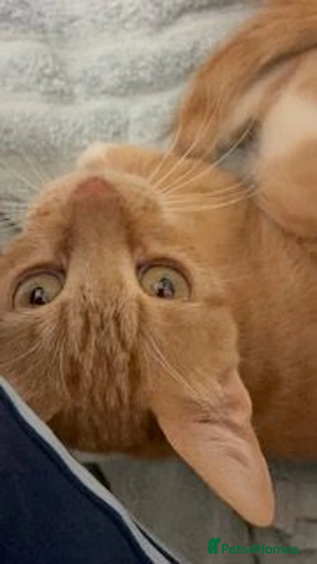 Domestic Shorthair cats for sale: Sultan – 1-Year-Old Ginger & White Female - Advert 3
