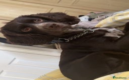 Sprocker dogs for sale: 2 year old Sprocker  - Image 3